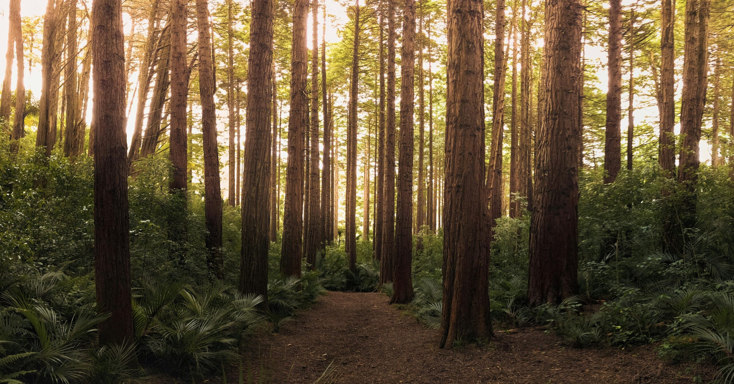 Deep glowing forest.