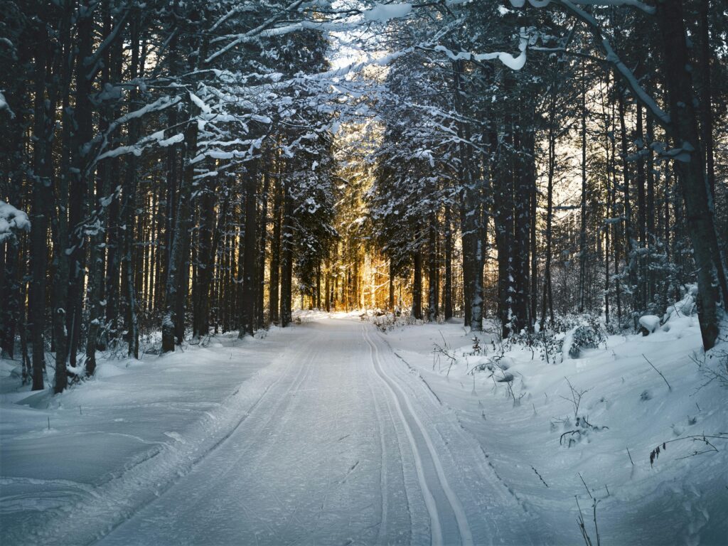 Road in thick forest with snow.